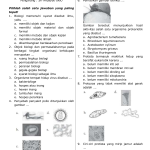 Soal Pas Biologi Kelas 10 Semester 1 Dalchaebi